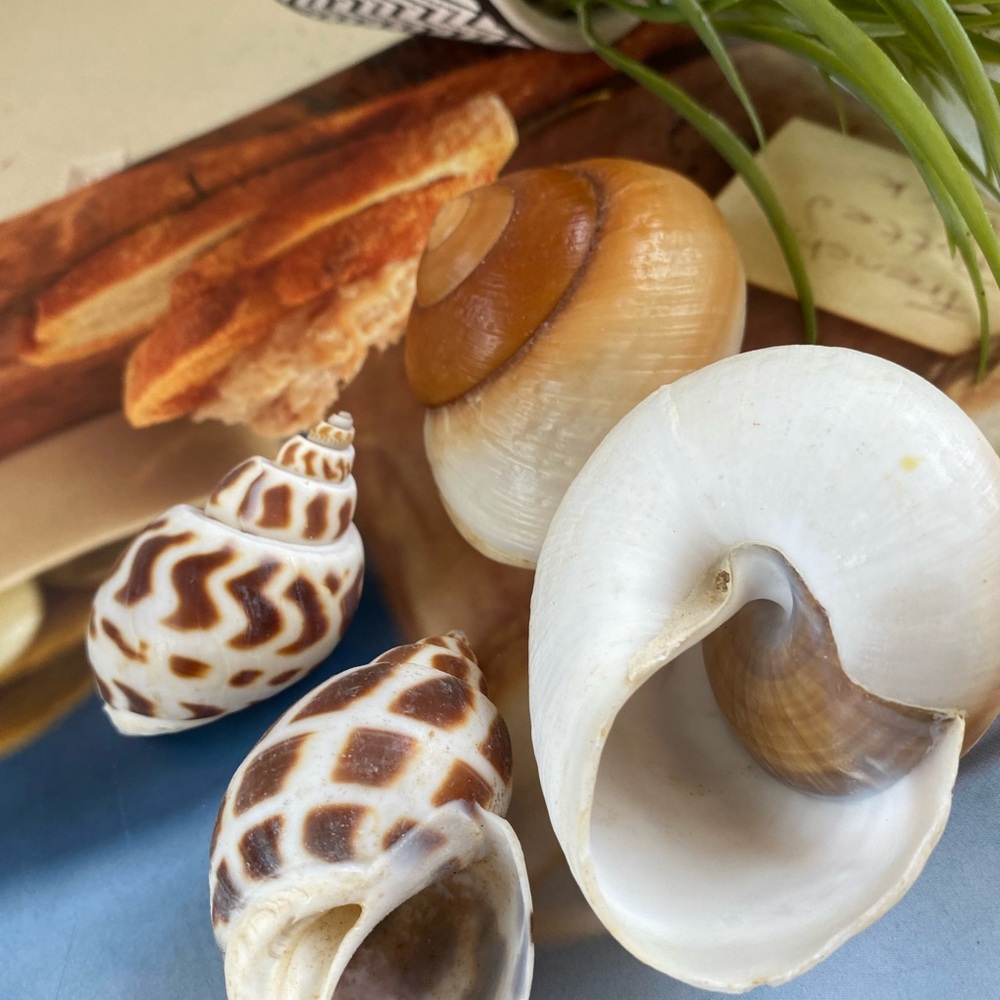4 PCS Hermit Crab Shells Growth Seashell Large Conch Opening Size 0.8''-1.2'' fo